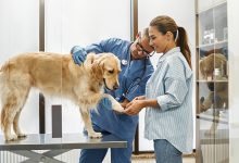 Photo of Опытные специалисты по уходу за животными