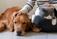 Photo of Заботливое отношение к вашему питомцу