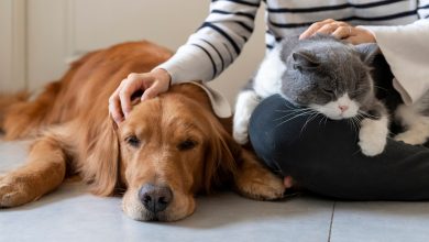 Photo of Заботливое отношение к вашему питомцу