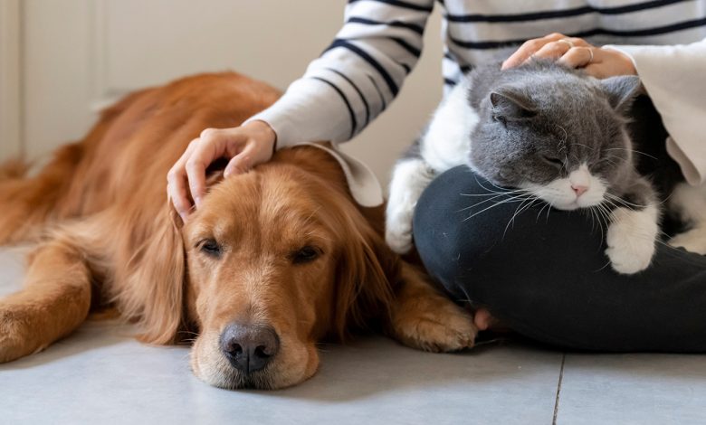 Photo of Заботливое отношение к вашему питомцу