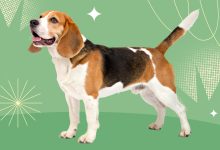 Photo of Профессиональный уход за животными