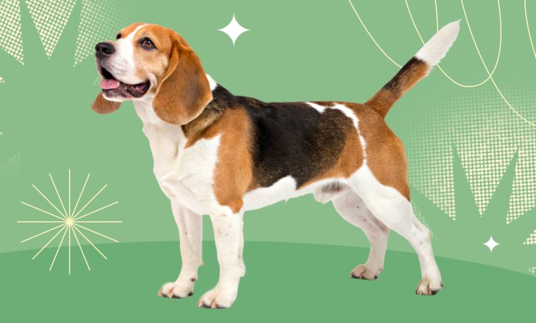 Photo of Профессиональный уход за животными