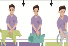 Photo of Срочная помощь вашему питомцу