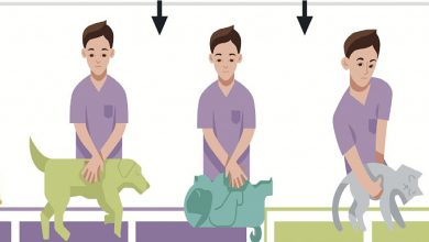 Photo of Срочная помощь вашему питомцу